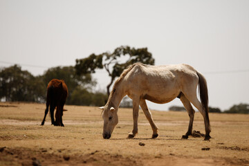 horses graze in a parched meadow and eat dried grass