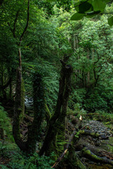 Obraz premium green forest in the morning