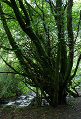 Obraz premium trees in the forest