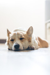 Corgi dog resting on the floor