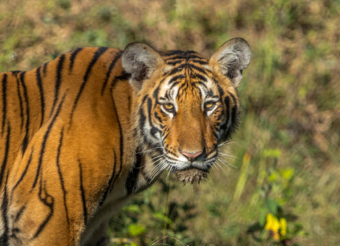 Portrait of Tiger at Bandipur Tiger Reserve