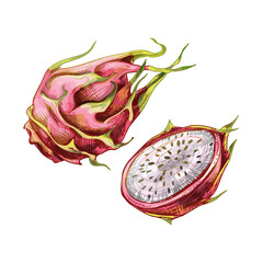 Whole and half dragon. Vector flat color