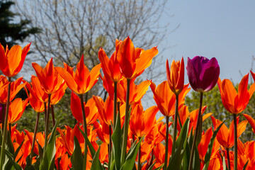 A fascinating view of red tulips (tulipa).  Tulips were growing originally in Tian Shan Mountains and they were cultivated in Constantinople and they became the symbols of Ottomans.
