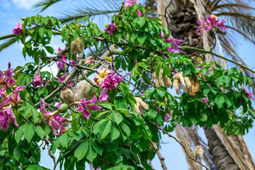 Branches with leaves, flowers, buds and fruits of the silk floss tree, close-up. Bright botanical natural background on a sunny spring summer day
