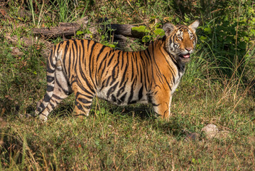 Naklejka na ściany i meble Tiger staring at Jungle safari jeep Bandipur National Park or Bandipur Tiger Reserve