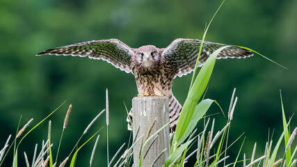 Kestrel’s landing on the roundpole