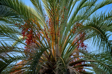 Fototapeta na wymiar Date palm frond texture with fruits. Natural background of the green pinnate leaves and berries of the Phoenix tree, close-up