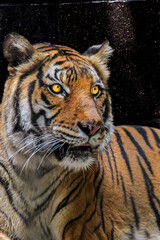 Fototapeta na wymiar Tiger in the Zoo