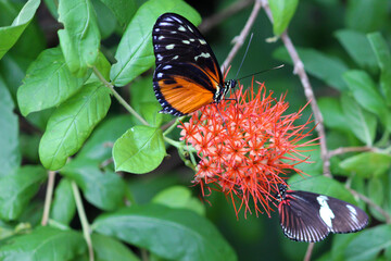 Orange and Black Butterfly on Red Flower