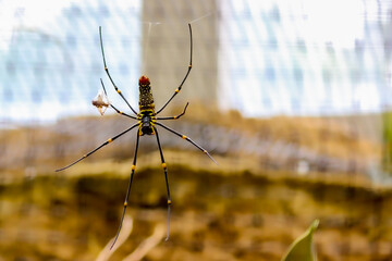 Spider on the Web with Cricket for Dinner