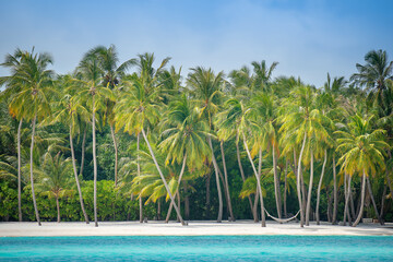 Coconut palm trees on the beach at Lankanfinolhu island, Maldives