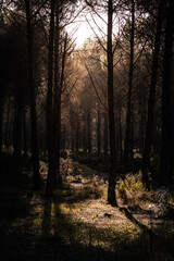 Obraz premium Floresta