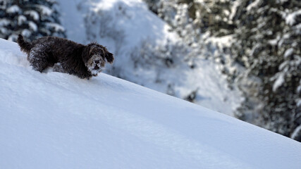 wandering with the dog in the deep powder snow on the mountains 