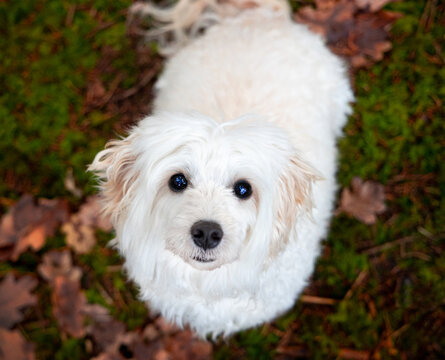Maltipoo s&uuml;&szlig; wei&szlig;er Hund Pudel Malteser Blick nach oben