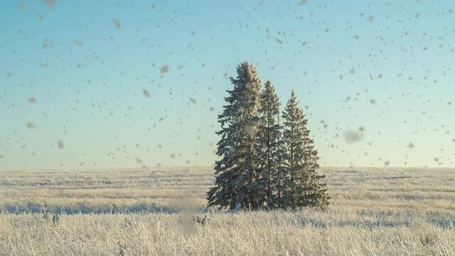 Winter landscape in a field with three snow-covered fir trees, beautiful snowfall, sunny weather. Cinemagraf , video loop