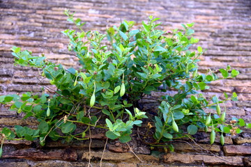Caper plant with buds on a brick wall