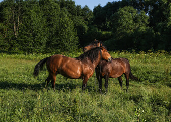 A couple of horses. tender relationship. Summer, beautiful time. Agroculture, ecology.