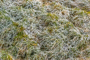 A close up of frosty ground near to Smeeton Westerby on a bright frosty winters day