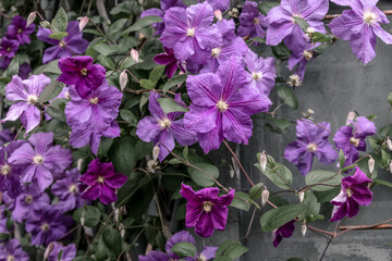 Beautiful purple clematis flowers