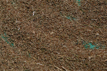 Ethiopian traditional grains dry in the sun so that they can be prepared for consumption