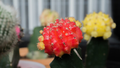 Gymnocalycium Cactus.Red flower in pot.