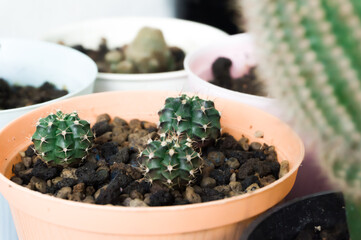Echinocactus grusonii cactus in yellow pot