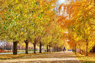 Fototapeta na wymiar Sunny alley for walks in the city autumn park; golden autumn season concept