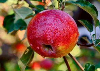 Close up of big braeburn apple riping on the apple tree in autumn garden