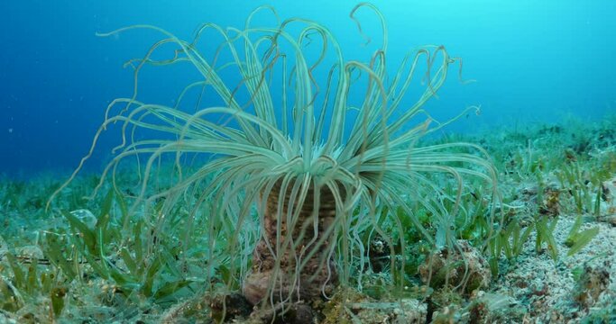 Green anemone underwater close  Parazoantus axinellae Parazoanthus axinellae 