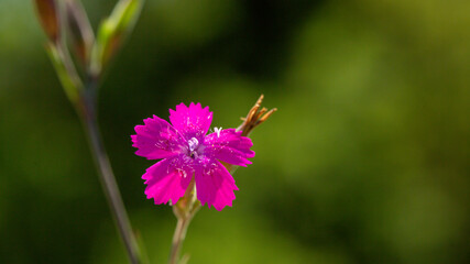 Fototapeta premium An amazing photo of maiden pink (in Latin Dianthus deltoides). The flower's native to most of Europe and western Asia. This photo is from Turkey where is so wealthy about the species of plants.