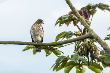 Peregrine falcon perched on a branch. Migratory birds in Latin American territory