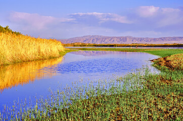 Quiet backwater near the river with a reflection of golden reeds and ripples on the water