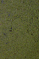 a green plant surface has formed in stagnant water