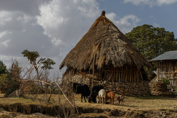 a homestead in a mountain village in the southern part of Ethiopia with cattle near it