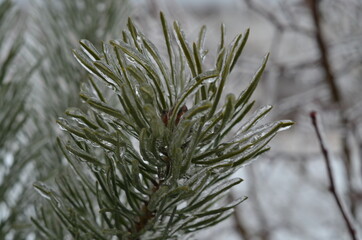 
freezing rain covered tree branches with an icy crust