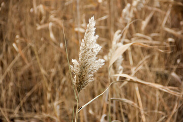 Fototapeta premium Dry reed on the lake, reed layer, reed seeds. Golden reed grass, pampas grass. Abstract natural background. Beautiful pattern with neutral colors. Minimal, stylish, trend concept.