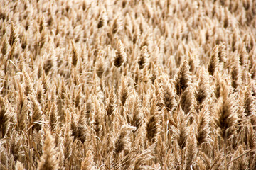 Dry reed on the lake, reed layer, reed seeds. Golden reed grass, pampas grass. Abstract natural background. Beautiful pattern with neutral colors. Minimal, stylish, trend concept.