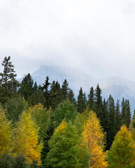 Forest changing colours in autumn with mountains in background