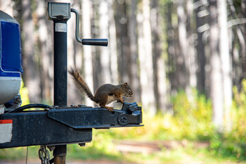 Squirrel on a trailer hitch with propane