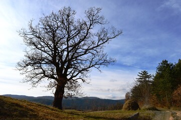 a large tree in a meadow in autumn without leaves