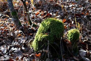 moss on an old stump in the woods