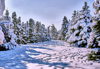 Fir trees with snow after a snowfall in winter season; freshness of frosty winter morning