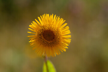 Beautiful, close up photo of Tussilago farfara also known as Coltsfoot in front of a blurry background. This flower is native to Europe.