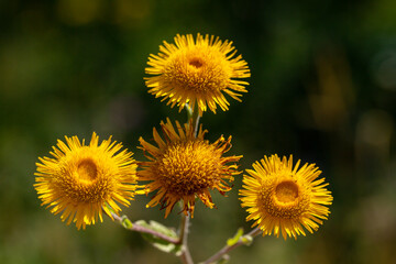 Beautiful, close up photo of Tussilago farfara also known as Coltsfoot in front of a blurry background. This flower is native to Europe.