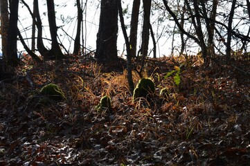 moss on an old stump in the woods