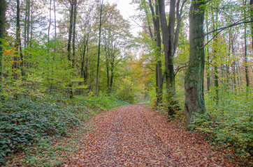 Obraz premium Herbstwald mit Laub auf dem Weg