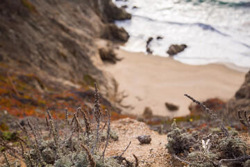 Flowers with beach at bottom of cliff in background
