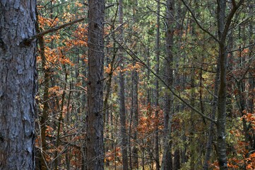 forest in the colors of autumn
