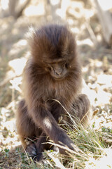 A little young monkey is sitting on the ground and in tufts of green grass looking for food
