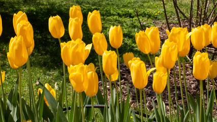 A view of a yellow tulip garden. Tulip's original habitat is Anatolia.